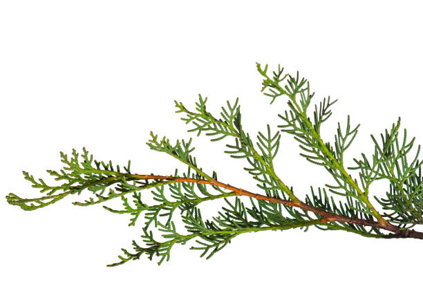 istock Cypress branch isolated on white 864133598