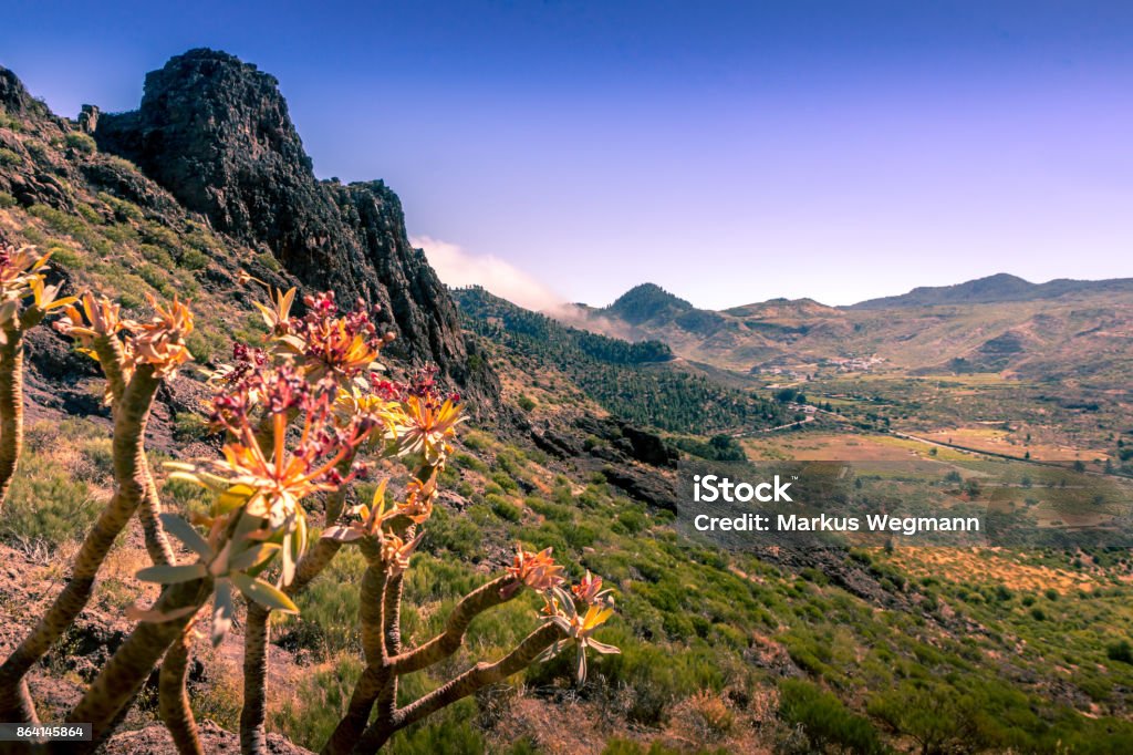 Canary island undulating landscape dry and hot landscape, flowers in the foreground Atlantic Islands Stock Photo