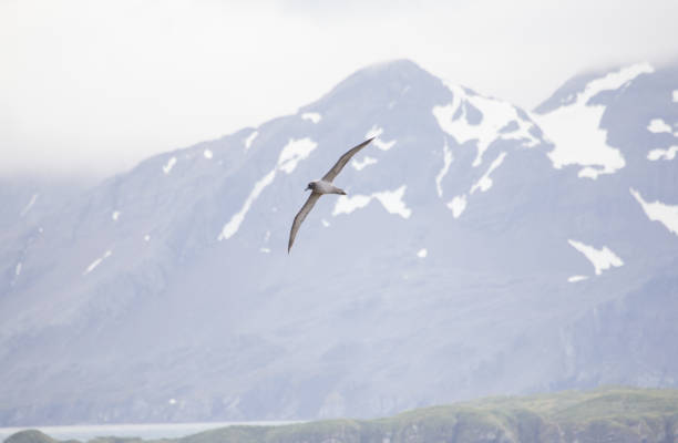 istock A dark mantled sooty albatross in flight. 864148570