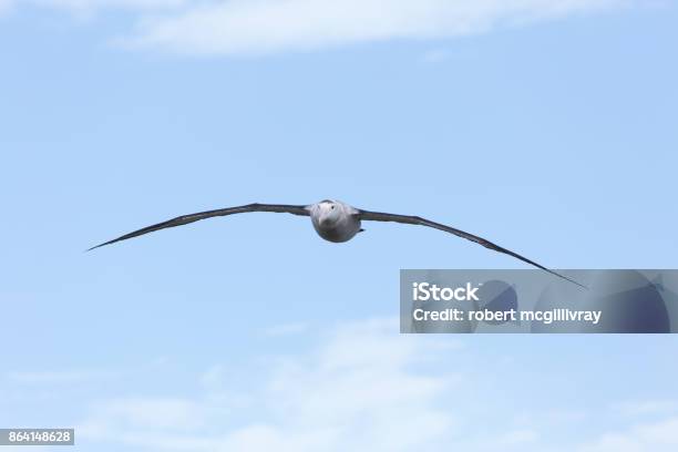 A Wandering Albatross In Flight At Prion Island South Georgia Stock Photo - Download Image Now