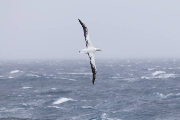 A wandering albatross at sea. Drake Passage wandering albatross photos stock pictures, royalty-free photos & images