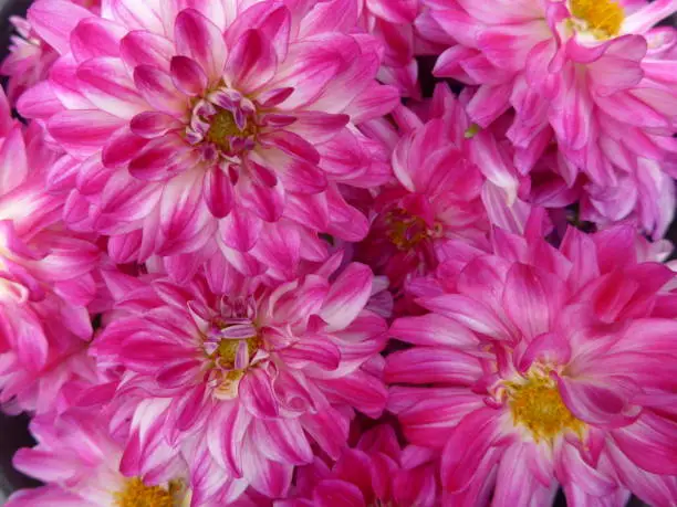 many pink dahlias with yellow centre in a bucket