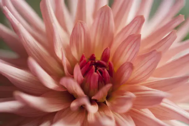 pink, peach georgine, dahlia, flower, close up, blurred background