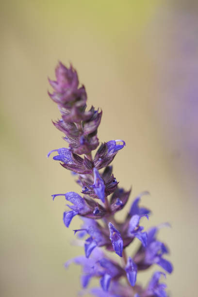 istock Salvia nemorosa, steppesalvie 864153992