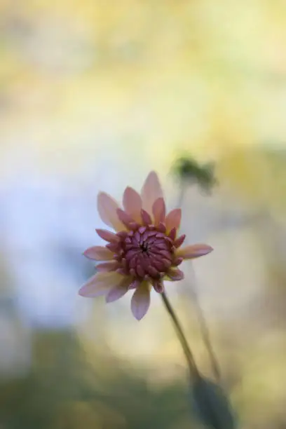 pink, peach georgine, dahlia, flower, close up, blurred background