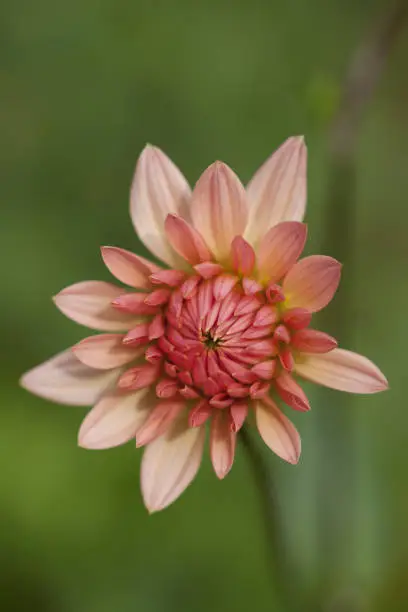 pink, peach georgine, dahlia, flower, close up, blurred background