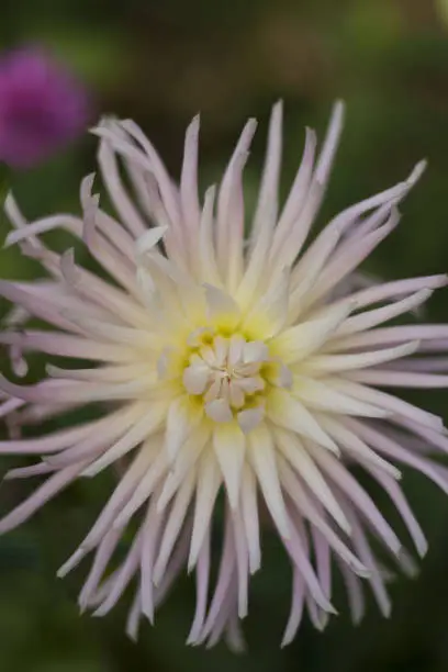 pink, peach georgine, dahlia, flower, close up, blurred background