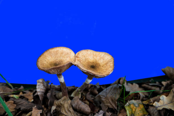 Wild magic mushrooms foraged in the foest - Psilocybe semilanceata