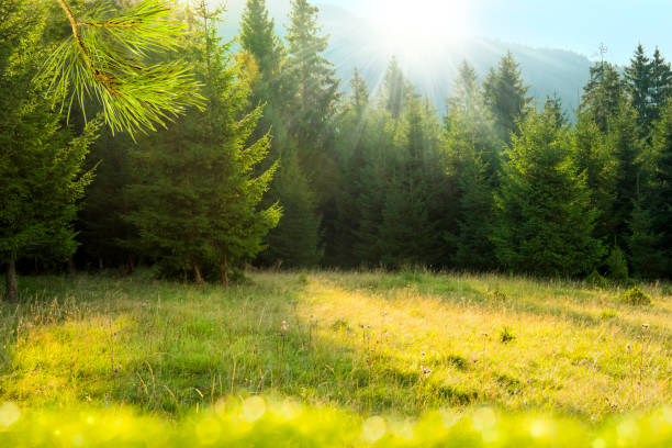 Beautiful mountains landscape. Ukrainian Carpathians, Europe. Morning sunrays falling on a forest glade and fir trees glade photos stock pictures, royalty-free photos & images
