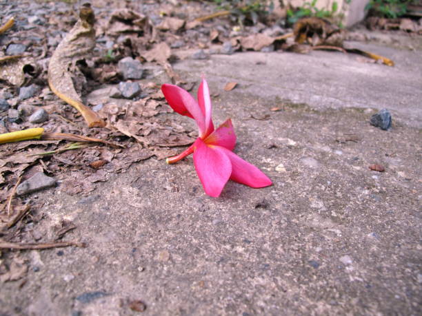 istock Pink flowers on cement floor 864158246