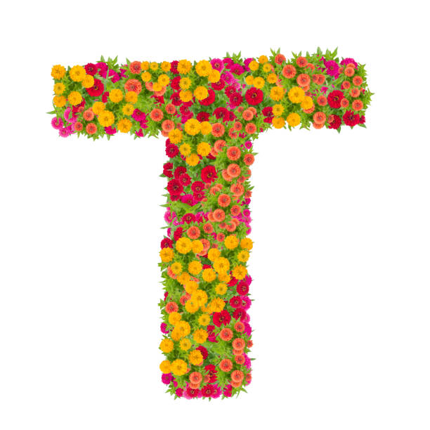 Letter T Alphabet Made From Zinnia Flower Stock Photo - Download