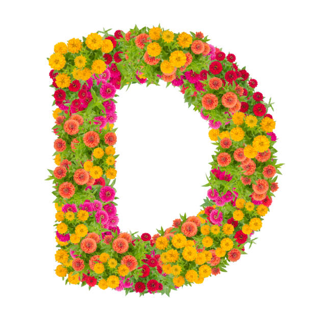 istock Letter D alphabet made from zinnia flower 864161414