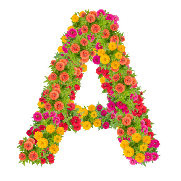 istock Letter A alphabet made from zinnia flower 864161684