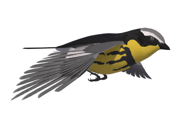 istock 3d rendering songbird warbler on white 864161772