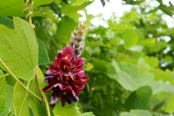 Kudzu of flower in summer