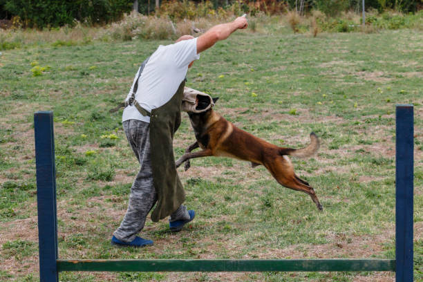 istock Police dog trains a defense-attack. 864161958