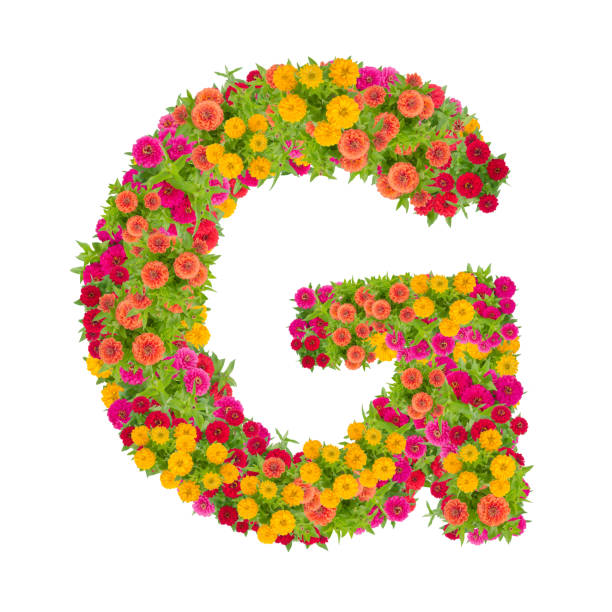 istock Letter G alphabet made from zinnia flower 864162004