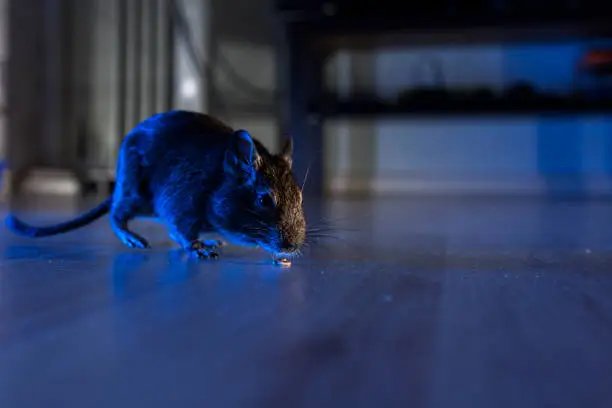 rodent degu plays in room