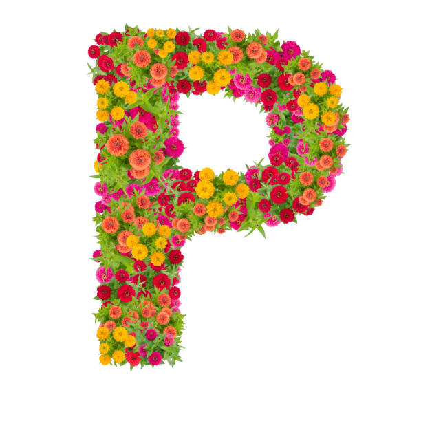istock Letter P alphabet made from zinnia flower 864165386