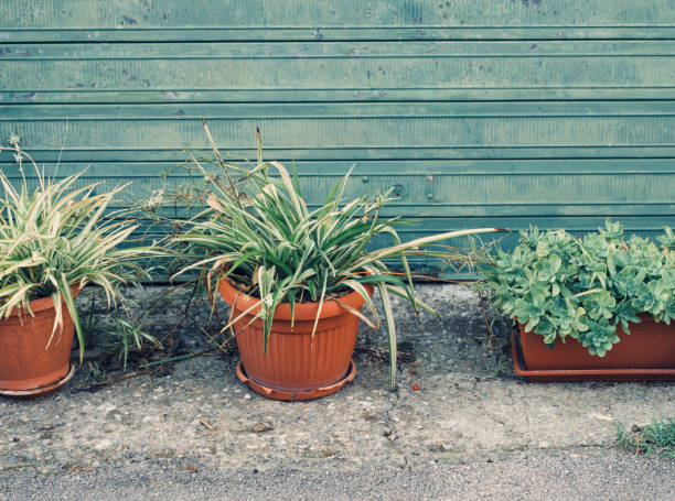 istock Potted plants in front of a rolling shutter 864172516