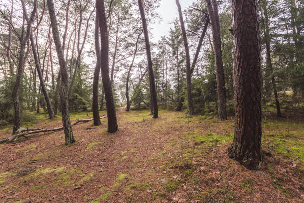 istock forest without bushes, trunks of trees without branches 864173496