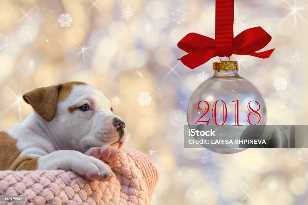 Wonderful puppy American Staffordshire Terrier lies in the box on  Christmas background celebrate 2018 the year of the dog new Year, Christmas, background, puppy, christmas decorations, 2018, gift Animal Stock Photo