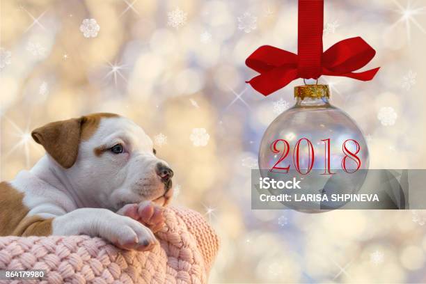 Wonderful Puppy American Staffordshire Terrier Lies In The Box On Christmas Background Celebrate 2018 The Year Of The Dog Stock Photo - Download Image Now