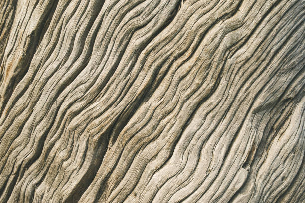 Wood Texture With Natural Pattern. closeup of wood texture.