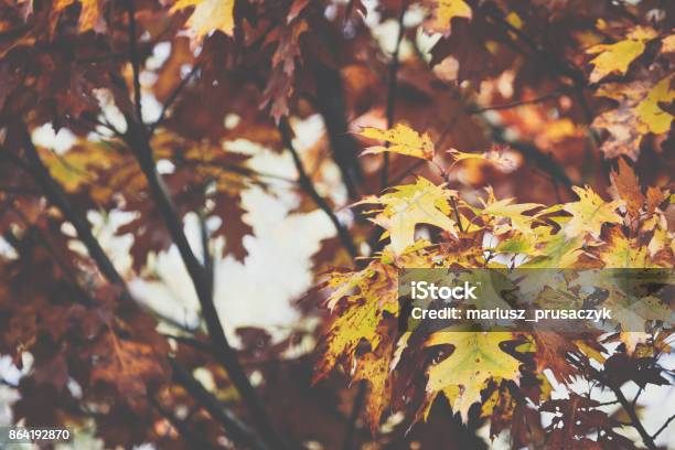 Autumn Leaves Background In Autumn Park Nature Frame Stock Photo - Download Image Now