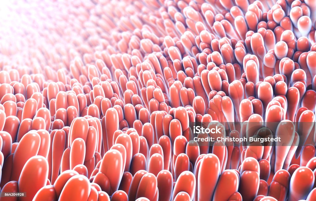 3d illustration of microscopic closeup of intestine villus Salivary Gland Stock Photo