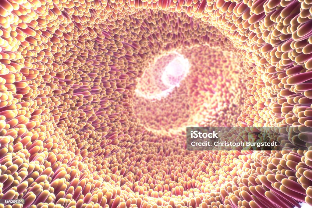 3d illustration of microscopic closeup of intestine villus Intestine Stock Photo