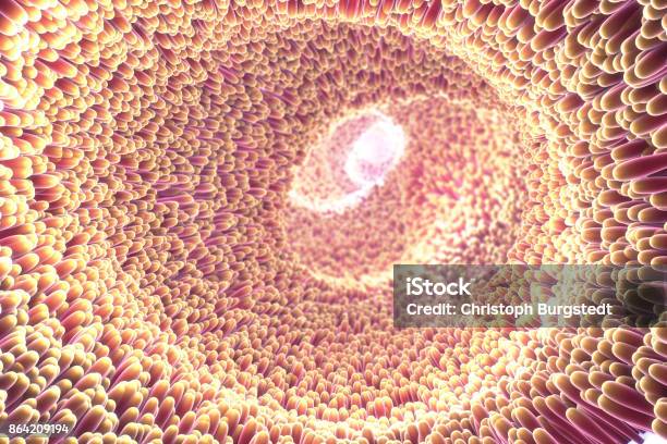 3d Illustration Of Microscopic Closeup Of Intestine Villus Stock Photo - Download Image Now