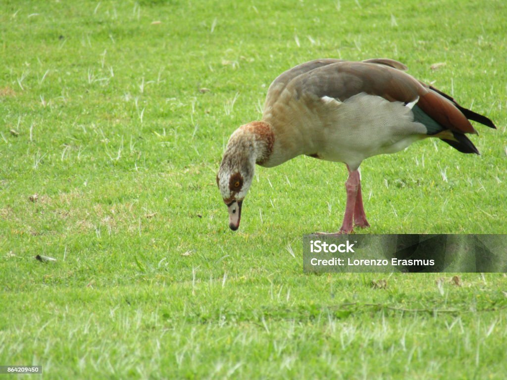 Birdlife The beautiful array of bird life Animal Stock Photo