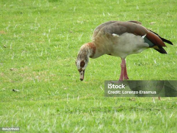 Birdlife Stock Photo - Download Image Now - Animal, Beak, Bird