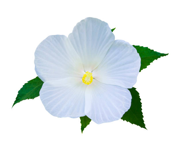 istock Hibiscus. Karkade. Hibiscus flower. 864212066