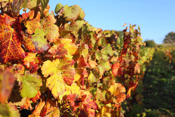 istock France, autumn vineyard 864212452