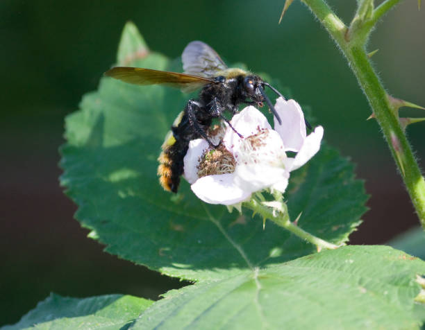istock Giant wasp on a flower blackberry (Scolia maculata) 864212468