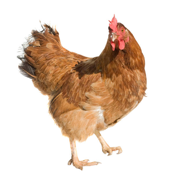 istock Adult brown chicken isolated on white background 864212528