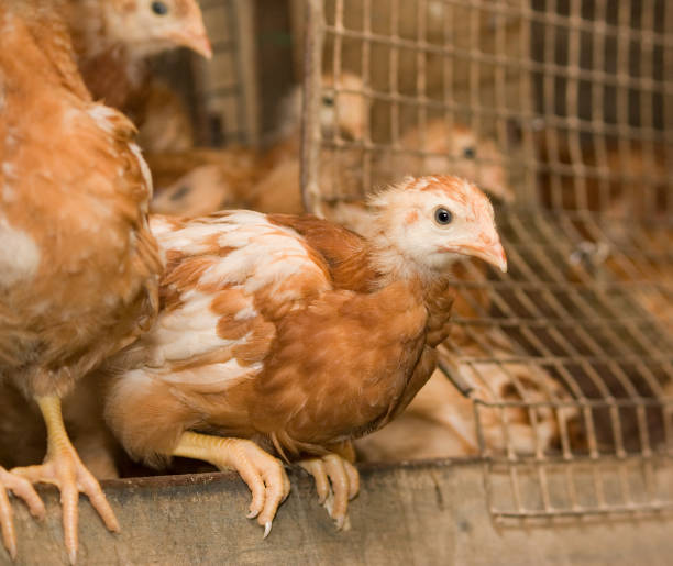 istock Brown chickens in a cage in a poultry farm 864212602