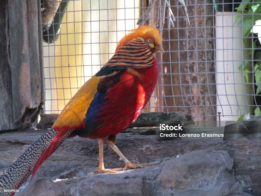 Birdlife The beautiful array of bird life Animal Stock Photo