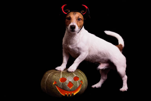 istock Cute dog in devils costume standing on Halloween pumpkin 864238310