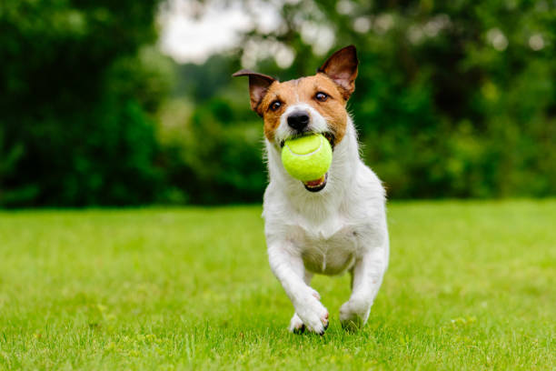 cane da compagnia felice che gioca con la palla sul prato di erba verde - animal sport foto e immagini stock