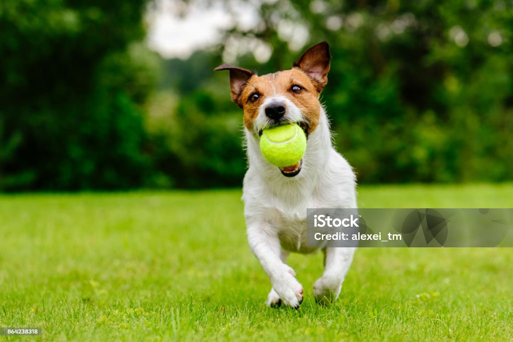 Happy pet dog playing with ball on green grass lawn Summer fun with domestic dog Dog Stock Photo