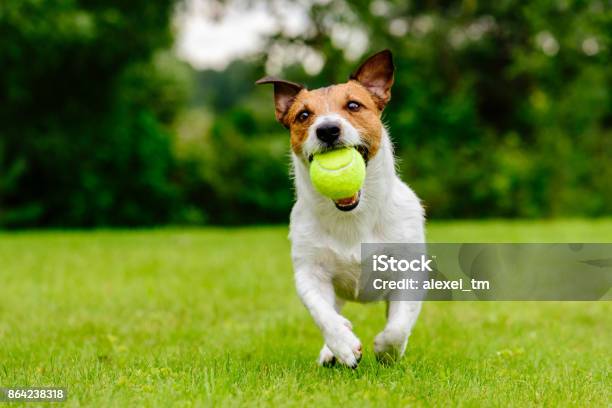 Happy Pet Dog Playing With Ball On Green Grass Lawn Stock Photo - Download Image Now