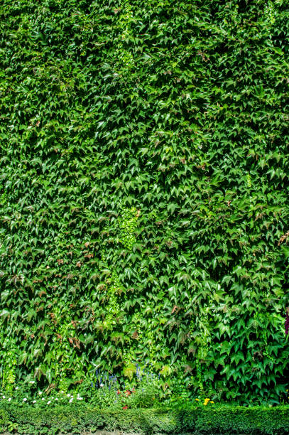 istock Green wall with ivy. The green background. Decoration 864241104