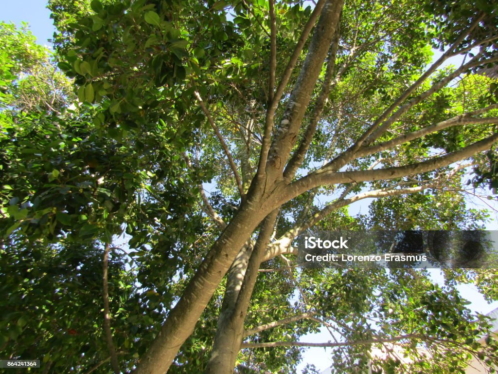 Trees The Natural elements Beauty In Nature Stock Photo