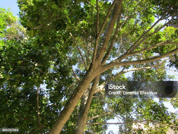 Trees Stock Photo - Download Image Now - Beauty In Nature, Cape Town, Horizontal