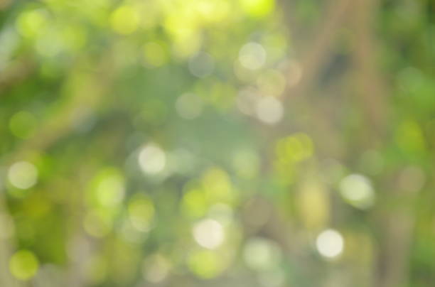 istock blurry light and plant in garden 864241602