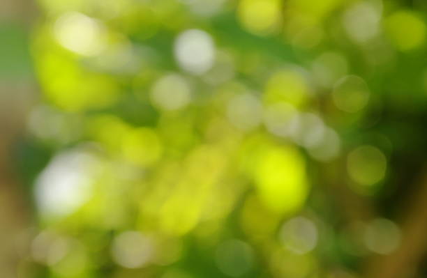 istock blurry light and plant in garden 864241612