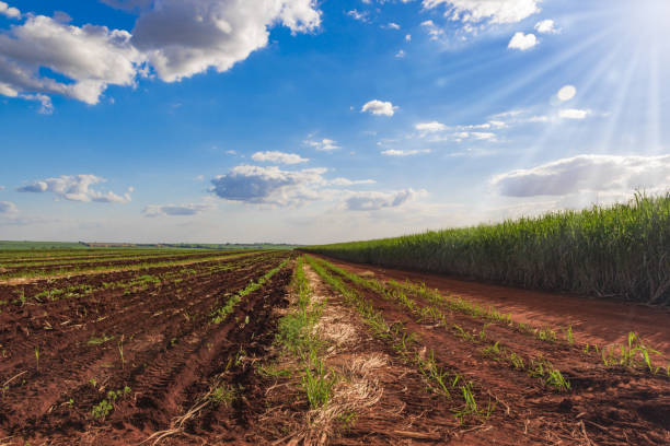 istock Sunlight at the sugarcane plantation landscape 864246126